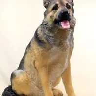 Gartenfigur Hund Schäferhund 79cm sitzend 3657 Garten lebensecht Figur Schneller Versand