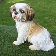 Gartenfigur Hund Shih Tzu 33cm sitzend 3430 Garten Deko Figur Kostenloser Versand